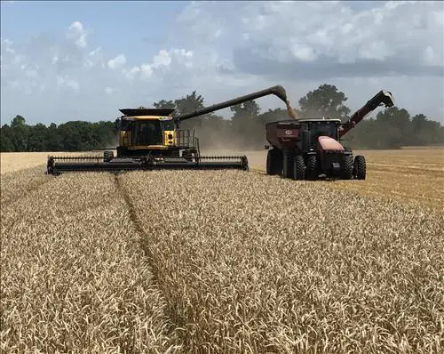 Wheat Harvest for the Berg Farm