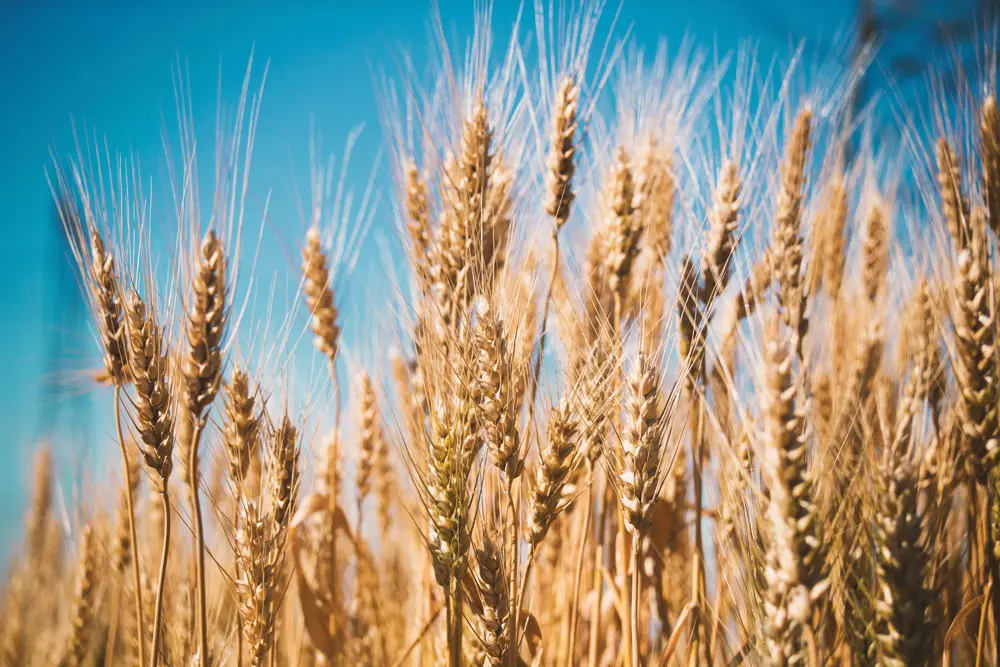 Intensive Wheat Management