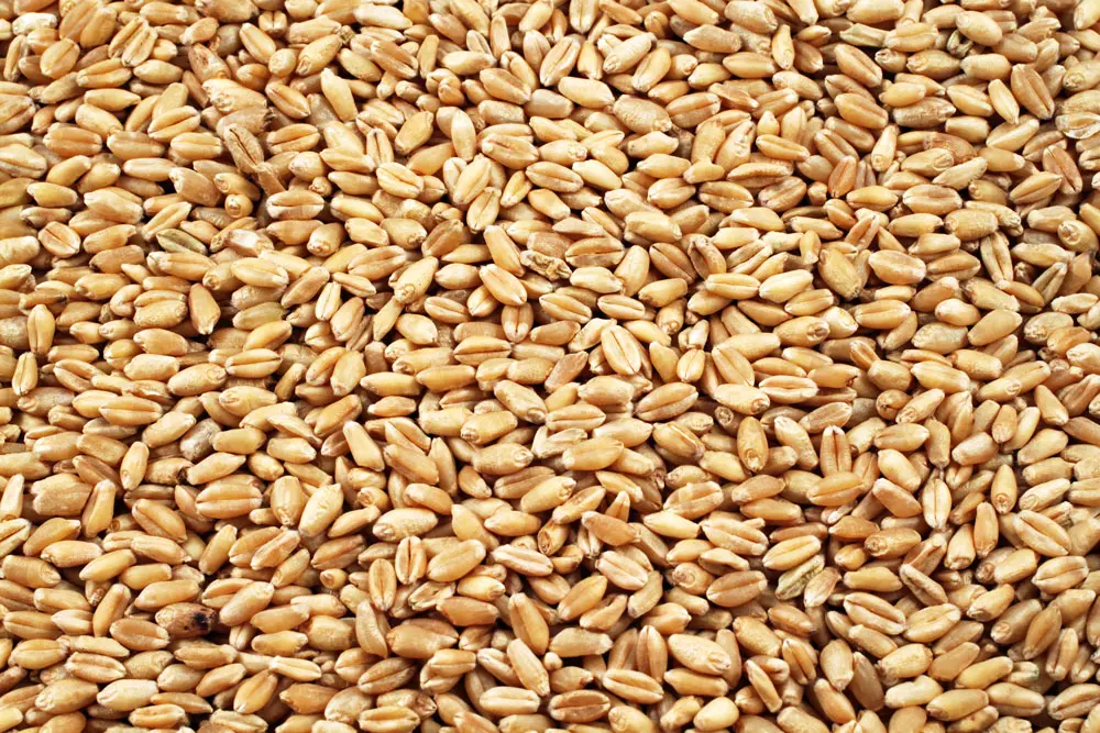 Long Term Wheat Storage
