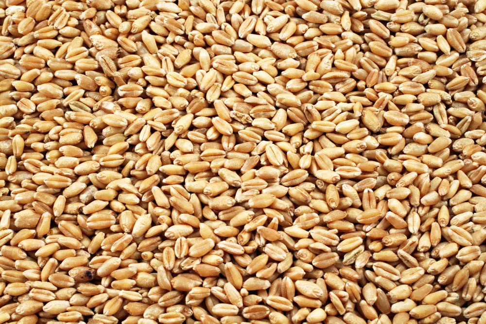 Wheat Kernels