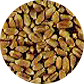 Hard Red Wheat