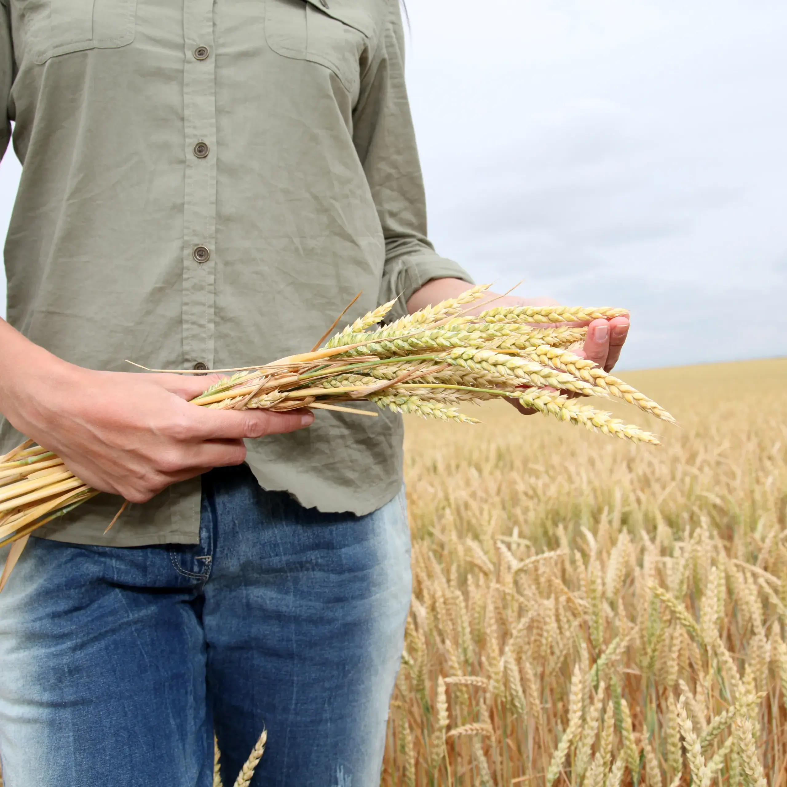 Wheat Farmer