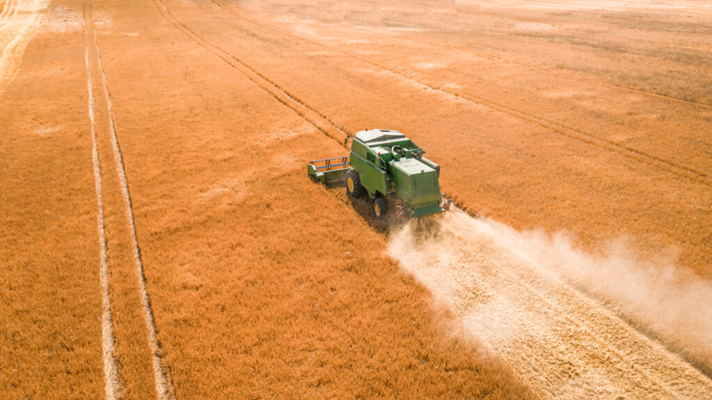 Combine harvesting wheat